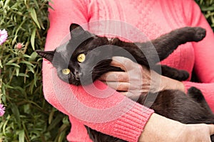 Beautiful bombay black cat with yellow eyes on owner hands in nature