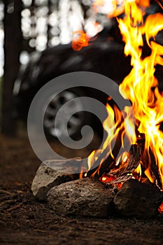 Beautiful bonfire with burning firewood near car in forest, closeup