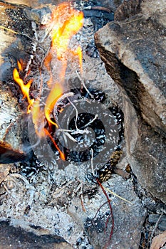 A beautiful bonfire among the stones. Fire from spruce and pine cones close-up. Burning cones on fire close up. Vertical