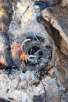 A beautiful bonfire among the stones. Fire from spruce and pine cones close-up. Burning cones on fire close up. Vertical