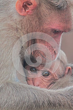 Beautiful bonnet macaque macaca radiata family mother with baby in bandipur national park in karnataka, india