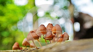 Beautiful bonnet mushroom