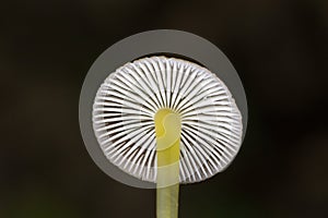 Beautiful Bonnet - Mycena renati