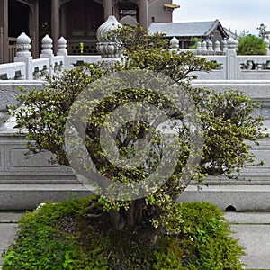 Beautiful bonsai in the Hengdian Film and Television City, in Zhejiang Province, China