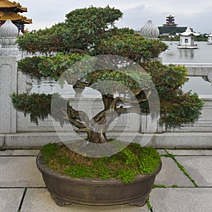 Beautiful bonsai in the Hengdian Film and Television City, in Zhejiang Province, China