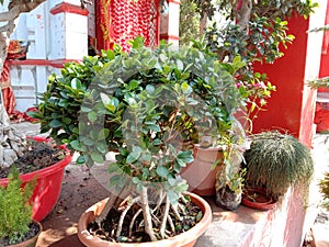 Beautiful bonsai plant in pot photo