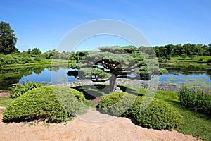 Beautiful bonsai tree at Chicago Botanical Gardens