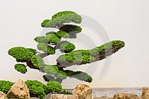 A beautiful bonsai tree with rocks