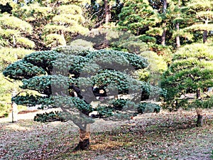 Beautiful bonsai tree in a Tokyo park.