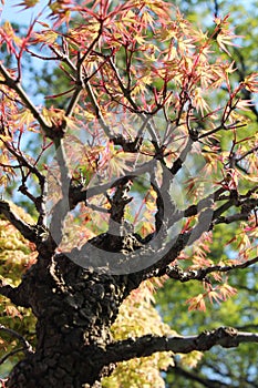 Beautiful bonsai tree upclose