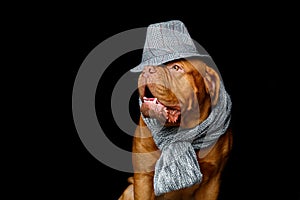 Beautiful bordeaux dogue dog in scarf