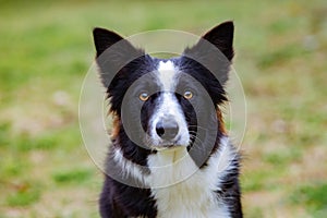 Beautiful Border collie black and white