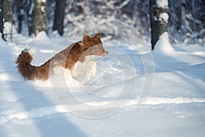 Beautiful Border Collie dog in the snow.