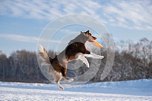 Beautiful Border Collie dog in the snow.