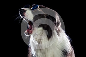 Beautiful border collie dog yawning