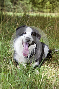 Beautiful Border Collie photo