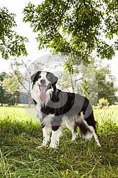 Beautiful Border Collie photo