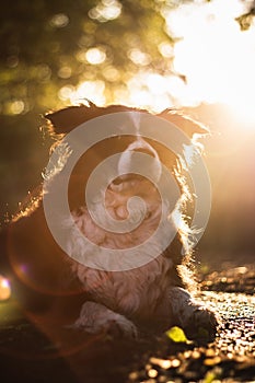 Beautiful border collie lying in the grass at sunset