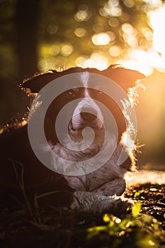 Beautiful border collie lying in the grass at sunset