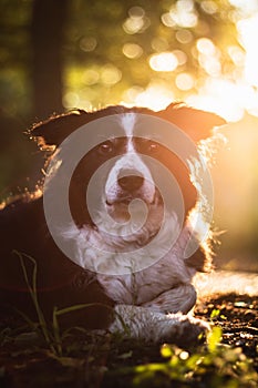 Beautiful border collie lying in the grass at sunset