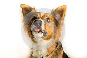 A beautiful Border Collie named Shirley catching a treat