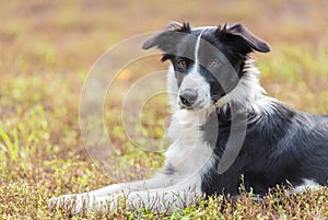 Beautiful Border collie portrait