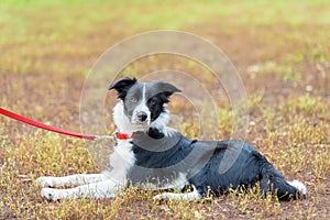 Beautiful Border collie portrait