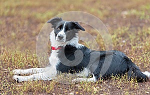 Beautiful Border collie portrait