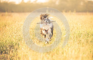 Beautiful border collie running in the grass