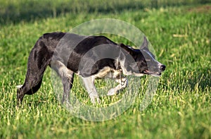 Beautiful border collie sheepdog stalking in a field