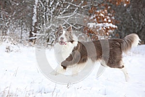 Beautiful border collie in winter