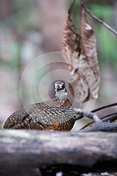 The beautiful Bornean Necklaced Partridge.