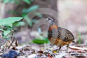 The beautiful Bornean Necklaced Partridge.