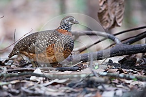 The beautiful Bornean Necklaced Partridge.