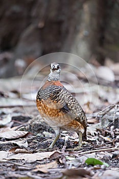 The beautiful Bornean Necklaced Partridge.