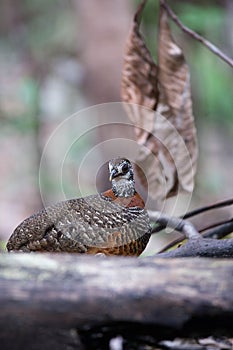 The beautiful Bornean Necklaced Partridge.