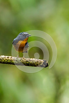 The beautiful Borneo black bird