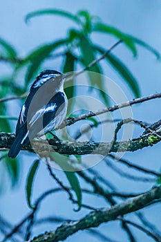 The beautiful Borneo Little Pied Flycatcher...