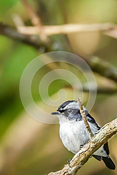 The beautiful Borneo Little Pied Flycatcher...