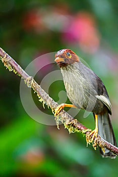 The beautiful Borneo Rhinocichla Treacheri ...