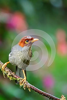 The beautiful Borneo Rhinocichla Treacheri ...