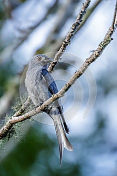 The beautiful Borneon Ashy Drongo blue backgroun with green background