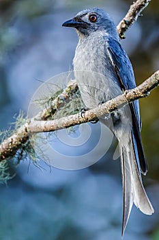 The beautiful Borneon Ashy Drongo blue backgroun with green background