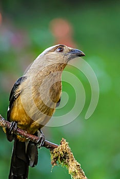 The beautiful Borneon Treepie with green background