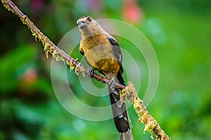 The beautiful Borneon Treepie with green background