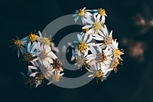 Beautiful Bossom Chamomile FlowerTea in dark forest