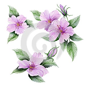 Beautiful botanic set pink briar flowers with leaves and closed buds. Rosehip twigs and isolated on white background.