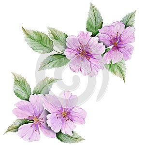 Beautiful botanic set pink briar flowers with leaves. Rosehip twigs and isolated on white background. Watercolor painting.