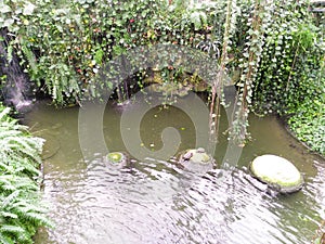 Beautiful botanical garden lake