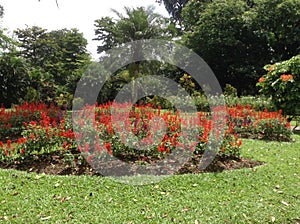 Beautiful Botanical Garden, Peredeniya, Sri Lanka